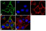 CD147 Antibody in Immunocytochemistry (ICC/IF)