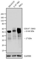 CD147 Antibody in Western Blot (WB)