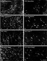 Connexin 32 Antibody in Immunocytochemistry (ICC/IF)