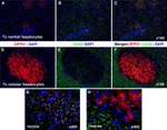 Connexin 32 Antibody in Immunohistochemistry (IHC)