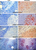 Connexin 32 Antibody in Immunohistochemistry (IHC)