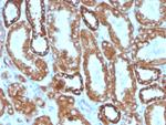 Interferon gamma (IFNG) Antibody in Immunohistochemistry (Paraffin) (IHC (P))