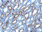 Interferon gamma (IFNG) Antibody in Immunohistochemistry (Paraffin) (IHC (P))