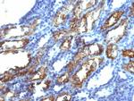 Interferon gamma (IFNG) Antibody in Immunohistochemistry (Paraffin) (IHC (P))