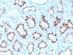 Interferon gamma (IFNG) Antibody in Immunohistochemistry (Paraffin) (IHC (P))