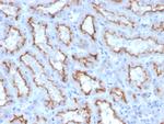 Interferon gamma (IFNG) Antibody in Immunohistochemistry (Paraffin) (IHC (P))