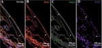 MAG Antibody in Immunohistochemistry (IHC)