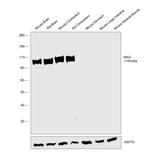 MAG Antibody in Western Blot (WB)