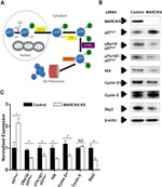 Phospho-p27 Kip1 (Ser10) Antibody in Western Blot (WB)