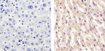 CD146 Antibody in Immunohistochemistry (Paraffin) (IHC (P))