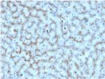 Apolipoprotein D/APOD Antibody in Immunohistochemistry (Paraffin) (IHC (P))