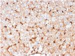 Apolipoprotein D/APOD Antibody in Immunohistochemistry (Paraffin) (IHC (P))