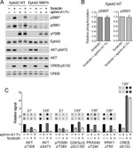 EphA2 Antibody in Western Blot (WB)