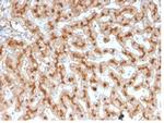 Apolipoprotein E/APOE Antibody in Immunohistochemistry (Paraffin) (IHC (P))