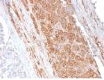 Apolipoprotein E/APOE Antibody in Immunohistochemistry (Paraffin) (IHC (P))