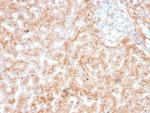 Apolipoprotein E/APOE Antibody in Immunohistochemistry (Paraffin) (IHC (P))