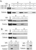 Cdc14A Antibody in Western Blot (WB)