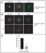 Cdc14A Antibody in Immunocytochemistry (ICC/IF)