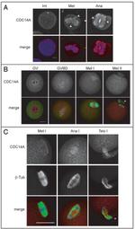 Cdc14A Antibody in Immunocytochemistry (ICC/IF)