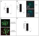 Cdc14A Antibody in Immunocytochemistry (ICC/IF)