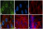 Cdc14A Antibody