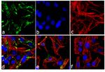 c-Kit Antibody in Immunocytochemistry (ICC/IF)