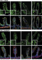 Claudin 7 Antibody in Immunohistochemistry (IHC)