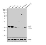 Claudin 7 Antibody in Western Blot (WB)