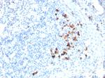 IgA (Immunoglobulin Alpha Heavy Chain) (B-Cell Marker) Antibody in Immunohistochemistry (Paraffin) (IHC (P))