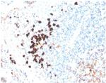 IgA (Immunoglobulin Alpha Heavy Chain) (B-Cell Marker) Antibody in Immunohistochemistry (Paraffin) (IHC (P))