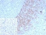 IgD (Immunoglobulin Delta Heavy Chain) (B-Cell Marker) Antibody in Immunohistochemistry (Paraffin) (IHC (P))