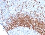 IgD (Immunoglobulin Delta Heavy Chain) (B-Cell Marker) Antibody in Immunohistochemistry (Paraffin) (IHC (P))