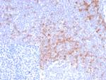 IgD (Immunoglobulin Delta Heavy Chain) (B-Cell Marker) Antibody in Immunohistochemistry (Paraffin) (IHC (P))