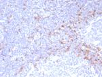 IgD (Immunoglobulin Delta Heavy Chain) (B-Cell Marker) Antibody in Immunohistochemistry (Paraffin) (IHC (P))