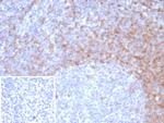 IgD (Immunoglobulin Delta Heavy Chain) (B-Cell Marker) Antibody in Immunohistochemistry (Paraffin) (IHC (P))