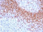 IgD (Immunoglobulin Delta Heavy Chain) (B-Cell Marker) Antibody in Immunohistochemistry (Paraffin) (IHC (P))