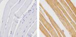 TBX1 Antibody in Immunohistochemistry (Paraffin) (IHC (P))