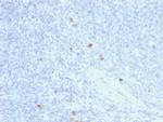 IgG4 (Ig Heavy Constant Gamma 4) Antibody in Immunohistochemistry (Paraffin) (IHC (P))