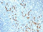 IgM (Immunoglobulin Mu Heavy Chain) (B-Cell Marker) Antibody in Immunohistochemistry (Paraffin) (IHC (P))