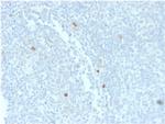 IgM (Immunoglobulin Mu Heavy Chain) Antibody in Immunohistochemistry (Paraffin) (IHC (P))