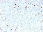 IgM (Immunoglobulin Mu Heavy Chain) Antibody in Immunohistochemistry (Paraffin) (IHC (P))