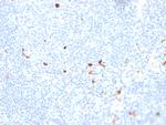 IgM (Immunoglobulin Mu Heavy Chain) Antibody in Immunohistochemistry (Paraffin) (IHC (P))