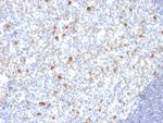 IgM (Immunoglobulin Mu Heavy Chain) (B-Cell Marker) Antibody in Immunohistochemistry (Paraffin) (IHC (P))