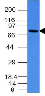 IgM (Immunoglobulin Mu Heavy Chain) (B-Cell Marker) Antibody in Western Blot (WB)