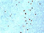 IgM (Immunoglobulin Mu Heavy Chain) (B-Cell Marker) Antibody in Immunohistochemistry (Paraffin) (IHC (P))