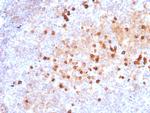 IgM (Immunoglobulin Mu Heavy Chain) (B-Cell Marker) Antibody in Immunohistochemistry (Paraffin) (IHC (P))