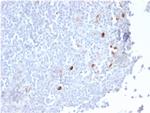 IgM (Immunoglobulin Mu Heavy Chain) Antibody in Immunohistochemistry (Paraffin) (IHC (P))