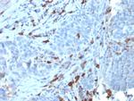 IgM (Immunoglobulin Mu Heavy Chain) Antibody in Immunohistochemistry (Paraffin) (IHC (P))