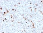 IgM (Immunoglobulin Mu Heavy Chain) Antibody in Immunohistochemistry (Paraffin) (IHC (P))