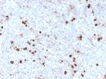 IgM (Immunoglobulin Mu Heavy Chain) Antibody in Immunohistochemistry (Paraffin) (IHC (P))